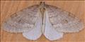 1800 (70.105)<br>Northern Winter Moth